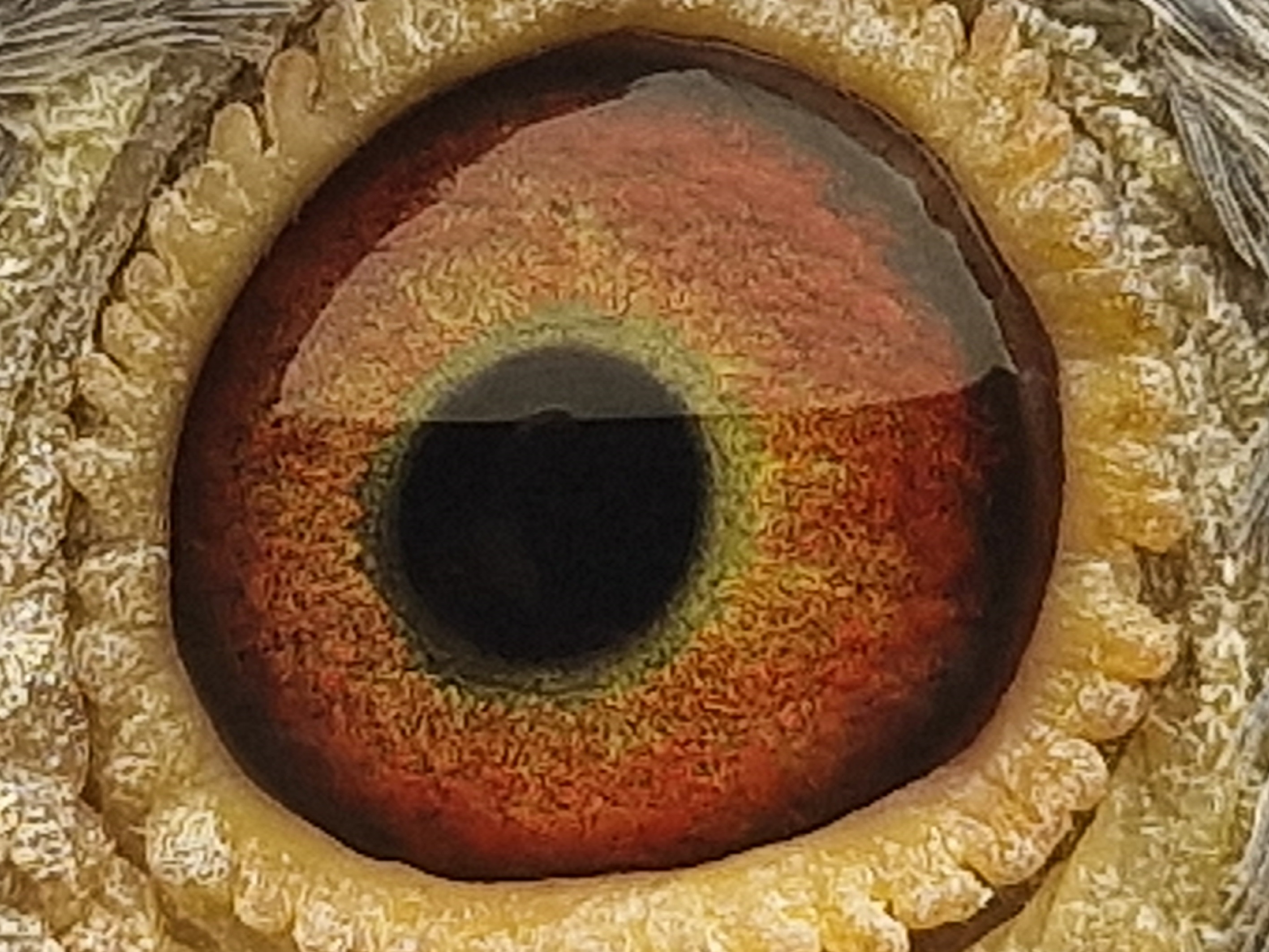 Pigeon eye